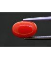 3.40 cts Natural Coral (Moonga)