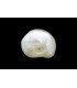 3.13 cts Natural Pearl - Moti (SKU:90160240)