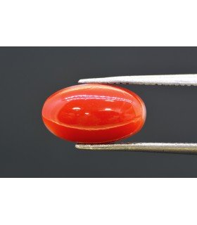 3.98 cts Natural Coral (Moonga)