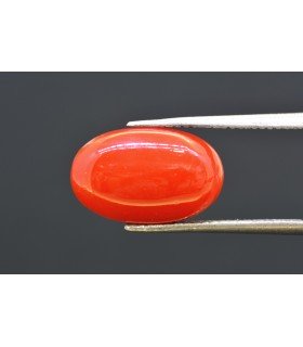 6.94 cts Natural Coral (Moonga)