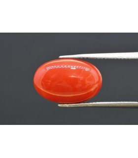 6.15 cts Natural Coral (Moonga)