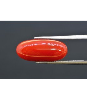 7.60 cts Natural Coral (Moonga)