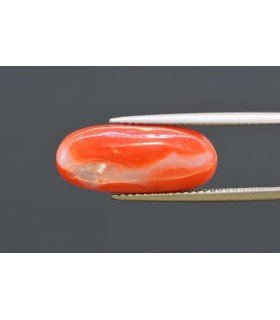 7.60 cts Natural Coral - Moonga (SKU:90160325)