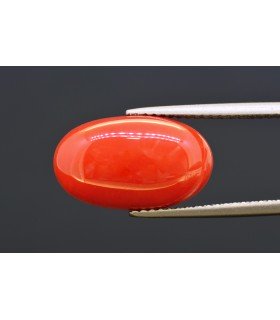 6.93 cts Natural Coral (Moonga)