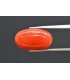 6.01 cts Natural Coral (Moonga)