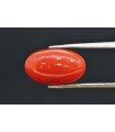 3.90 cts Natural Coral (Moonga)