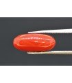 3.93 cts Natural Coral (Moonga)