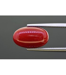 6.95 cts Natural Coral (Moonga)