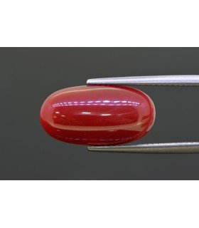 8.97 cts Natural Coral (Moonga)