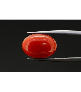 4.79 cts Natural Coral (Moonga)