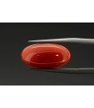 5.67 cts Natural Coral (Moonga)