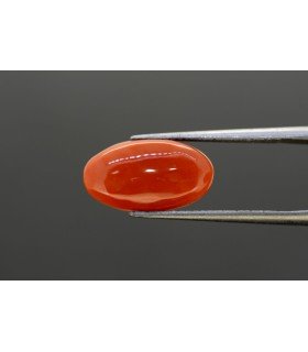 3.6 cts Natural Coral (Moonga)