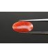 4.67 cts Natural Coral - Moonga (SKU:90081521)