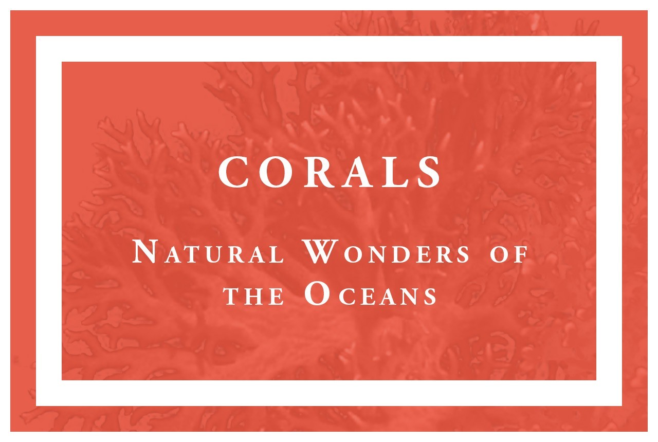 Precious Red Corals - Moonga